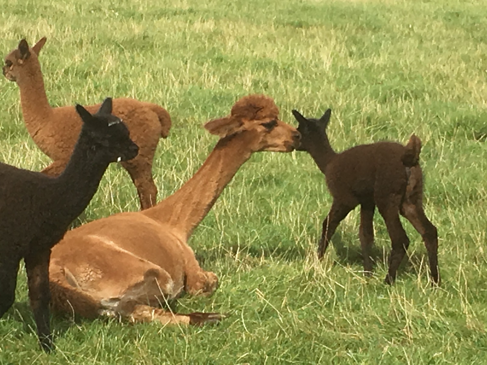 Alpacas with a young cria in the field