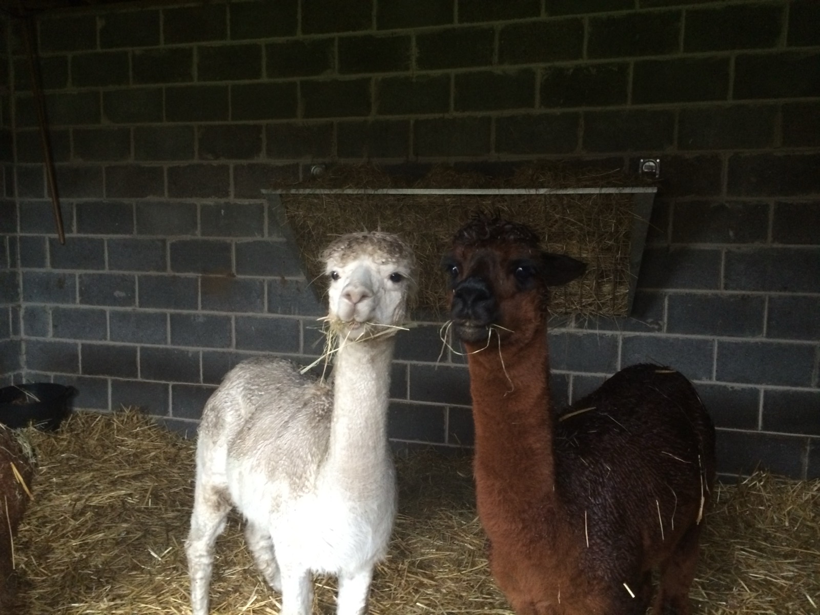 A white alpaca in the barn