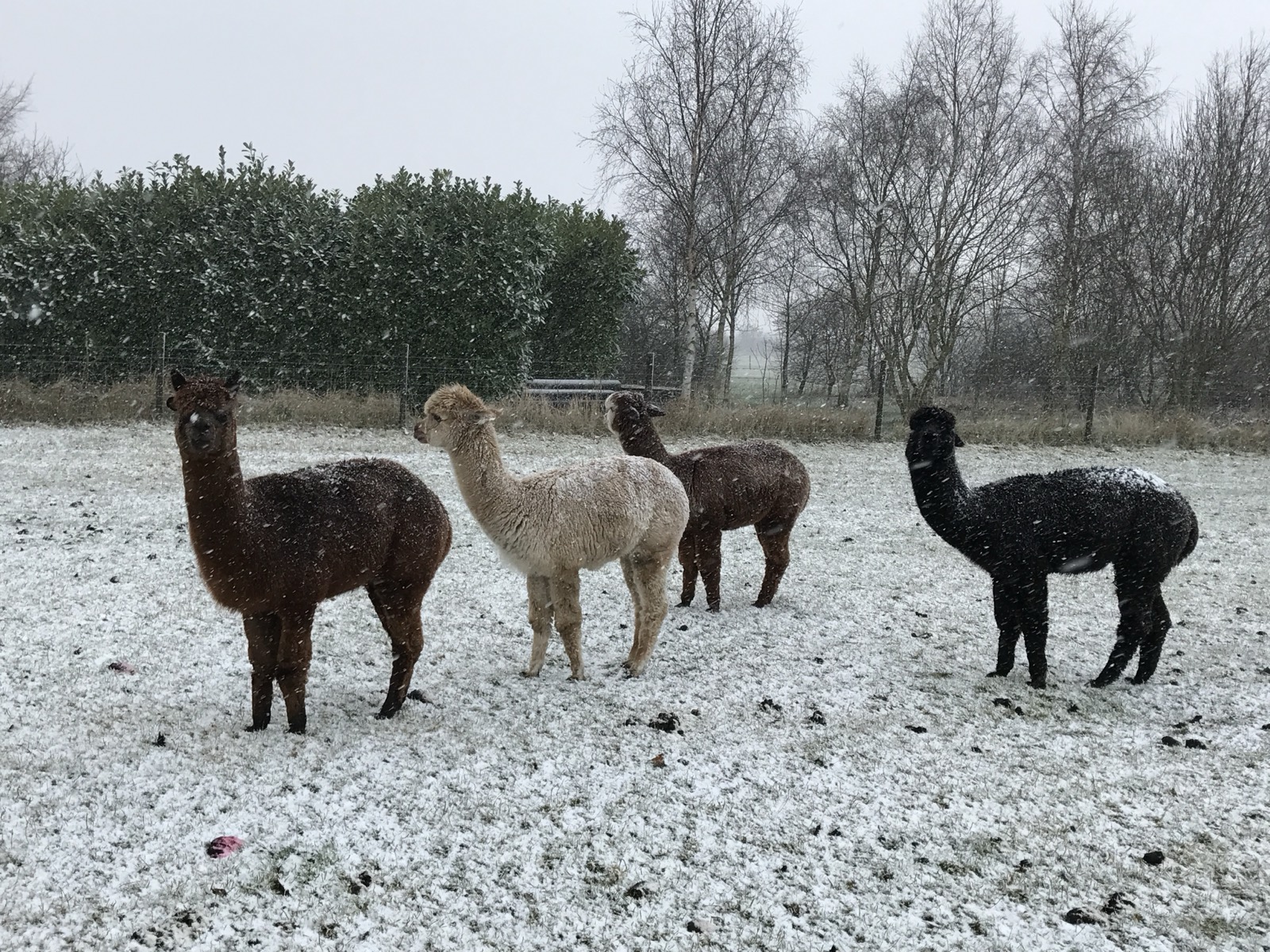 Alpacas in the snow
