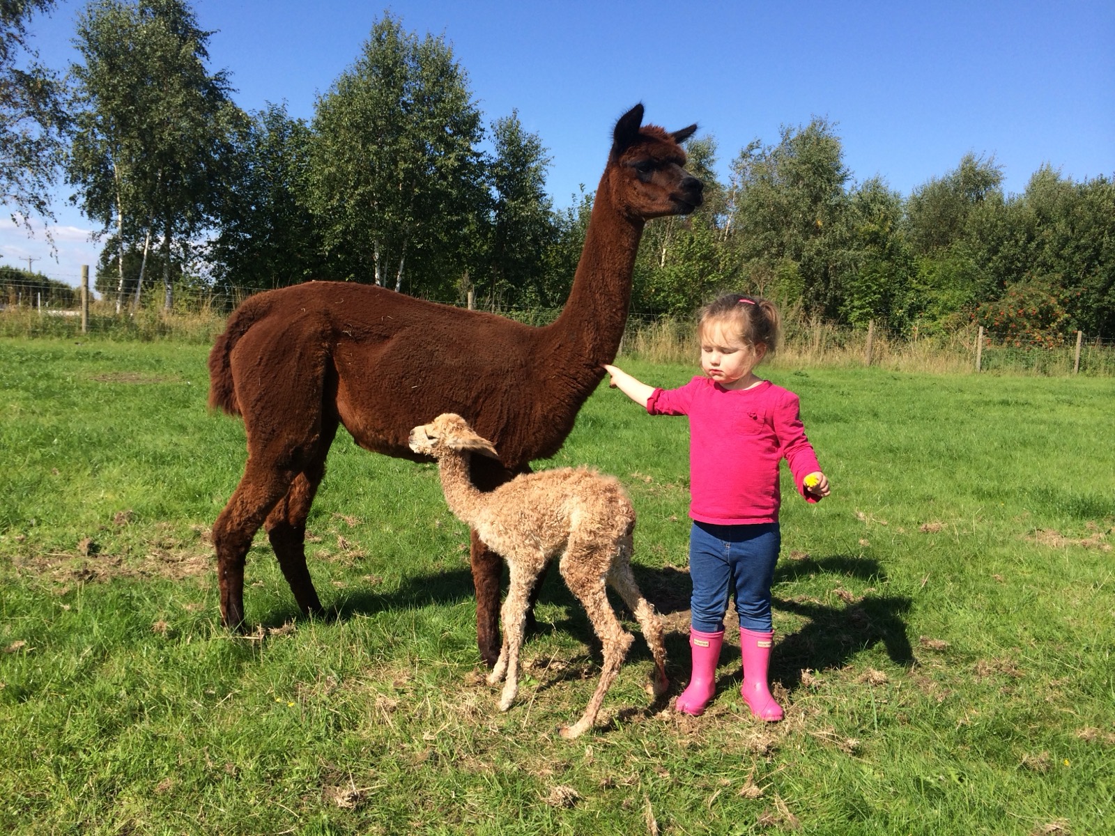 Ellie with one of the alpacas and a cria