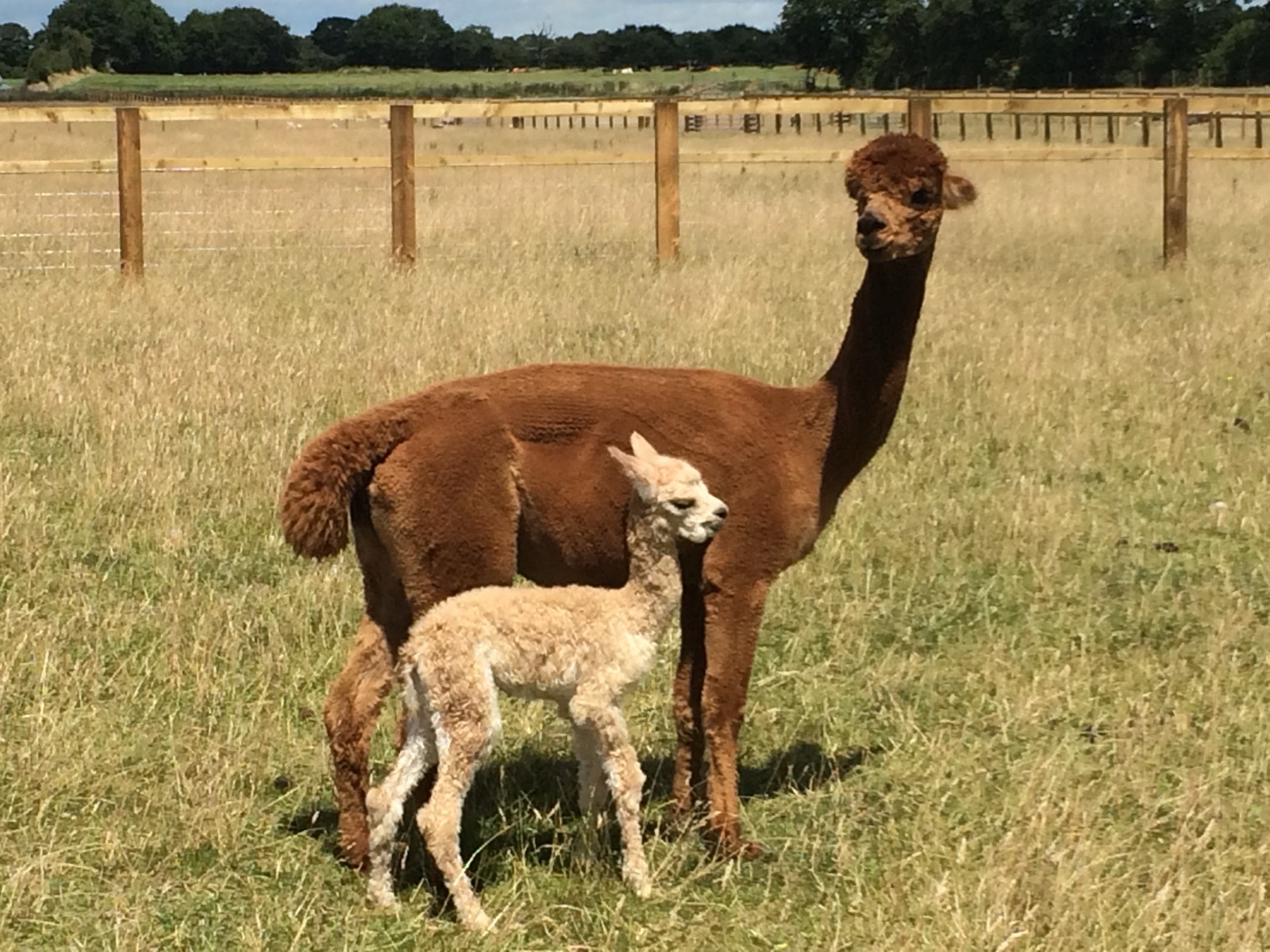 An alpaca mother with her cria