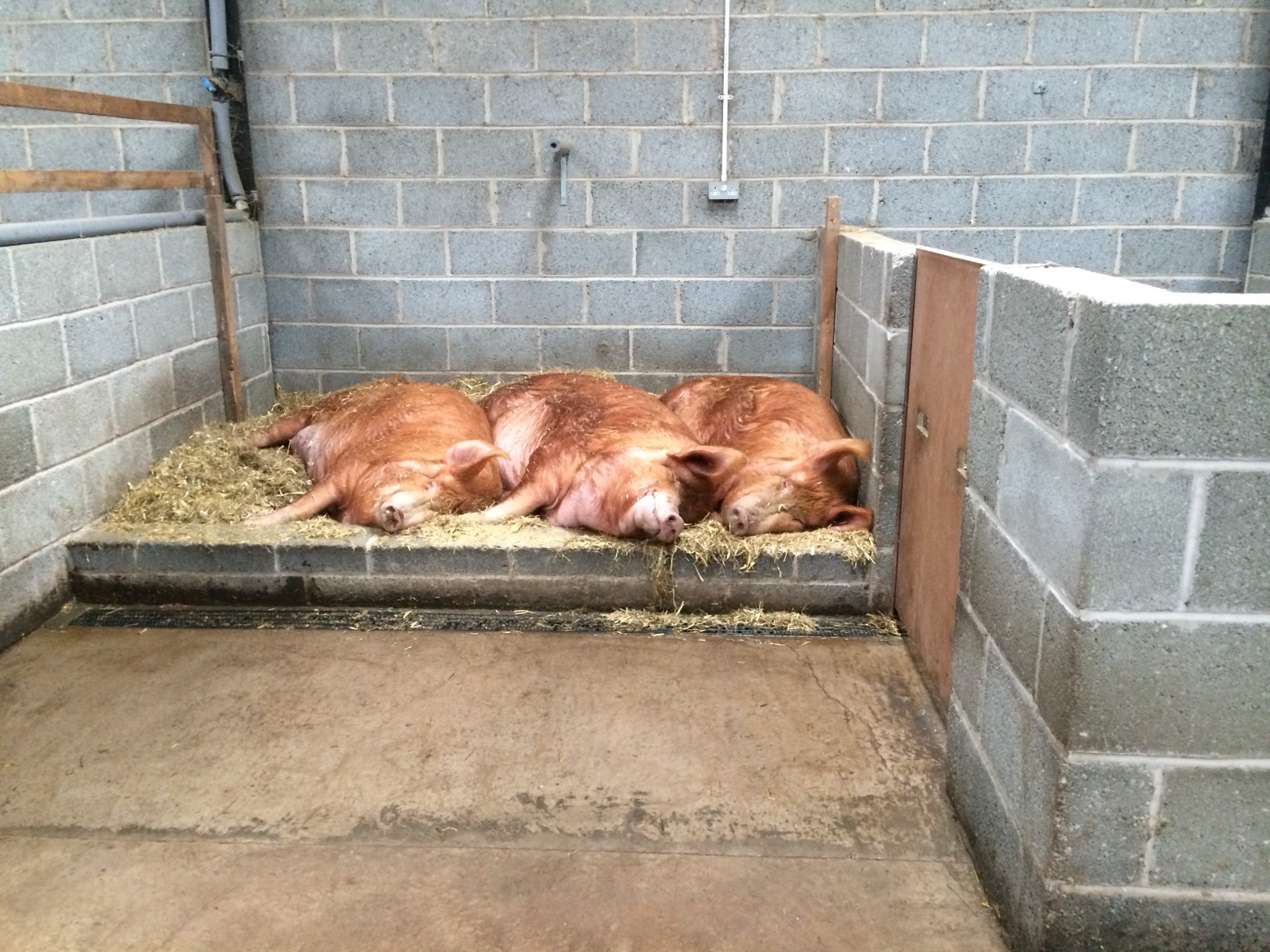Orphan piglets asleep in the barn
