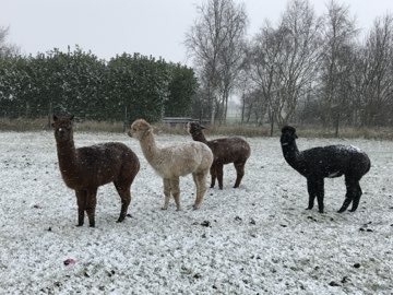 Alpacas in the snow