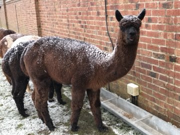 A brown alpaca