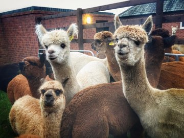 Curious alpacas