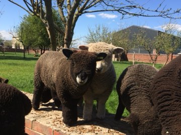 The flock in the yard