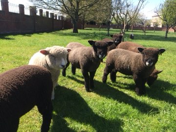 Grazing sheep