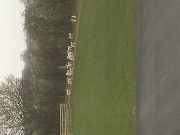 The paddock