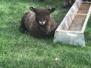 A sheep by the trough