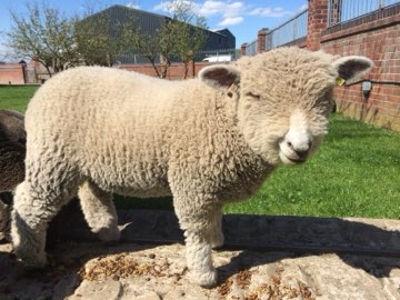 A sheep close up