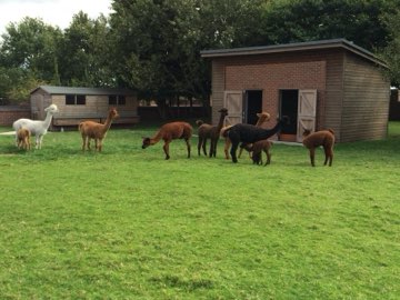 The stables