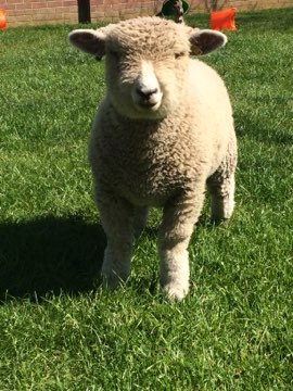 A woolly sheep